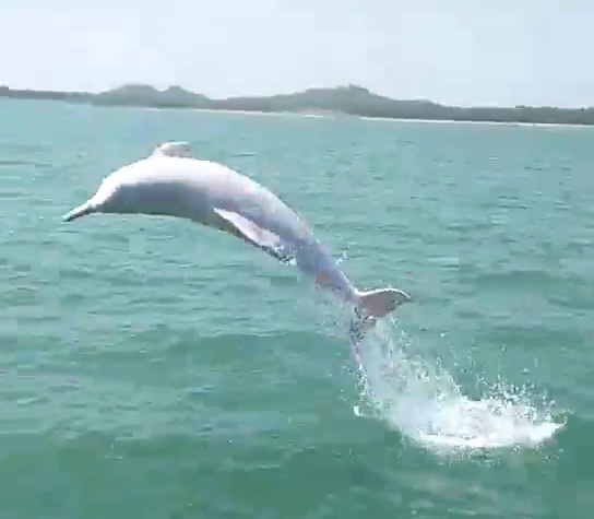 钦州三娘湾特有白海豚，标志性的跃出水面，欢迎来观看！