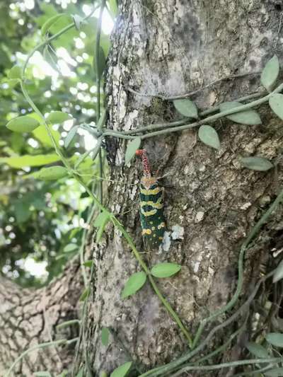 这个虫子叫什么名字？